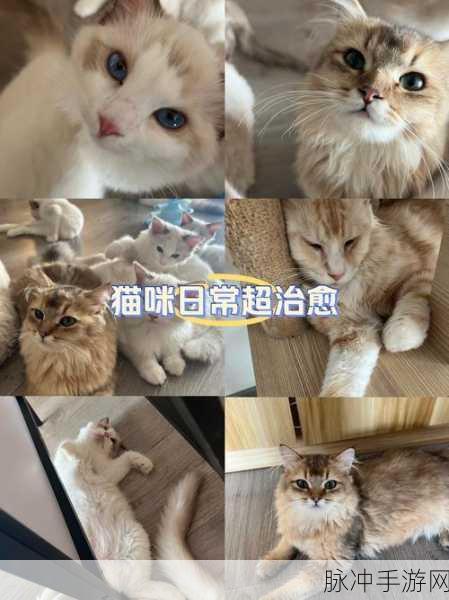 吸猫小姐姐风靡指尖，萌宠互动新体验等你来探索！