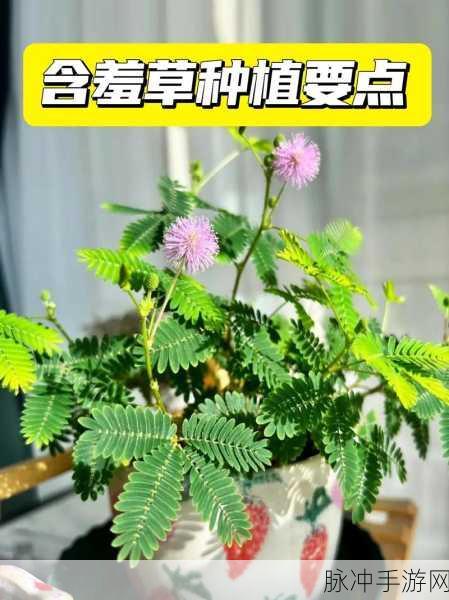 含羞草实验所隐藏2024:1. 含羞草实验:探索植物感知与反应机制的奥秘