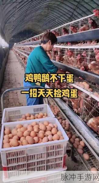 养鸡也能赚红包？天天养鸡宝带你开启财富之旅
