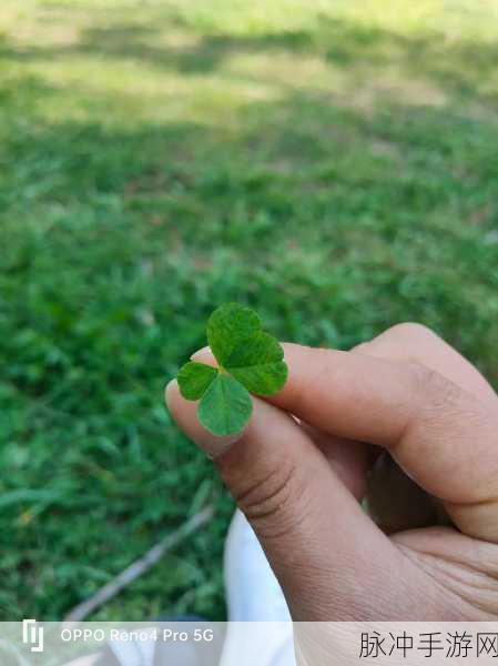 成品人精品人的区别四叶草：1. 四叶草的魅力：成品人和精品人的深度解析