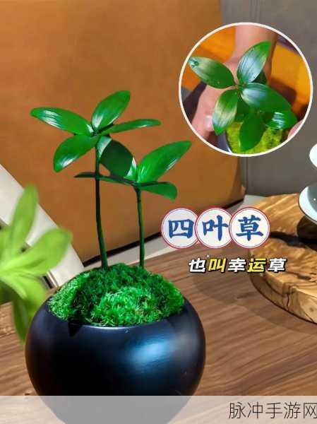 成品人精品人的区别四叶草：1. 四叶草的魅力：成品人和精品人的深度解析