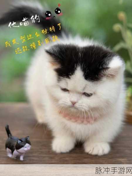 我家猫有残疾中文版来袭,一场温馨又趣味的冒险之旅
