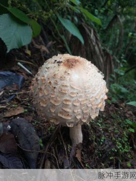 17ccc吃瓜爆料-蘑菇：1. 蘑菇的秘密：17ccc吃瓜爆料揭示背后故事