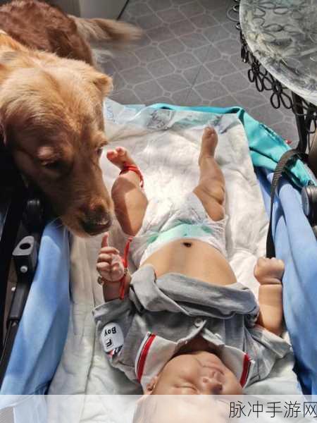 精疲力尽是什么生肖:1. 精疲力尽背后的生肖秘密与启示