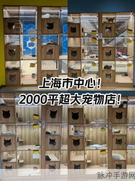 小森生活宠物店位置全揭秘