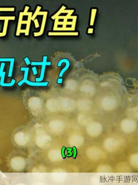 奥比岛河鲜肉泥,揭秘其背后的鱼类秘密
