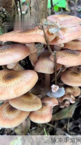 小森生活探索指南,揭秘榛菇刷新位置