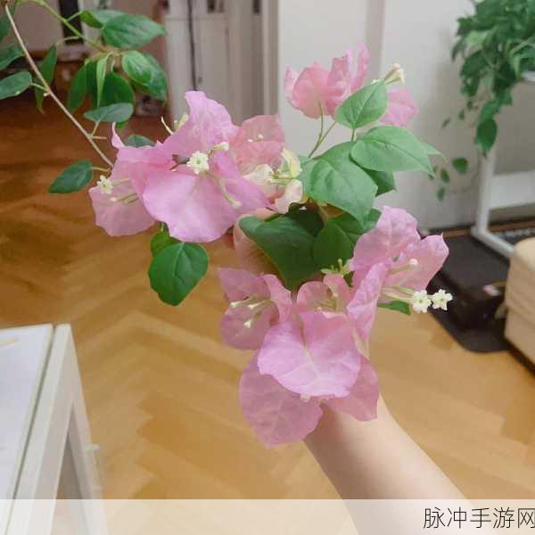 超级玛丽遇上三角梅,勤花之谜在游戏世界的奇妙探索