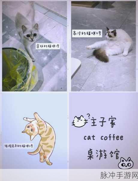 萌宠治愈系新游上线,小猫爪子空闲咖啡馆等你来经营