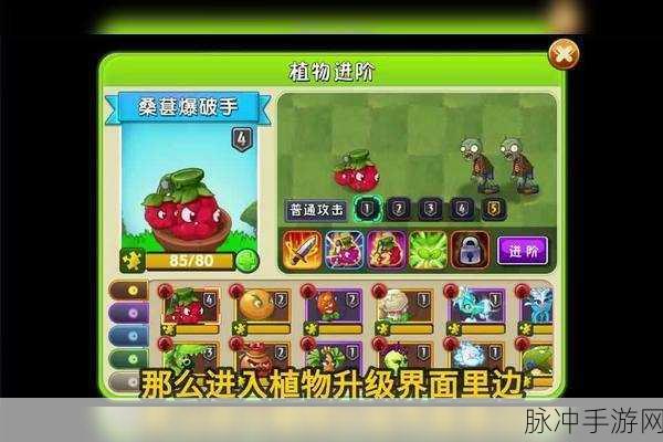 植物大战僵尸2无尽模式,桑葚搭配全攻略