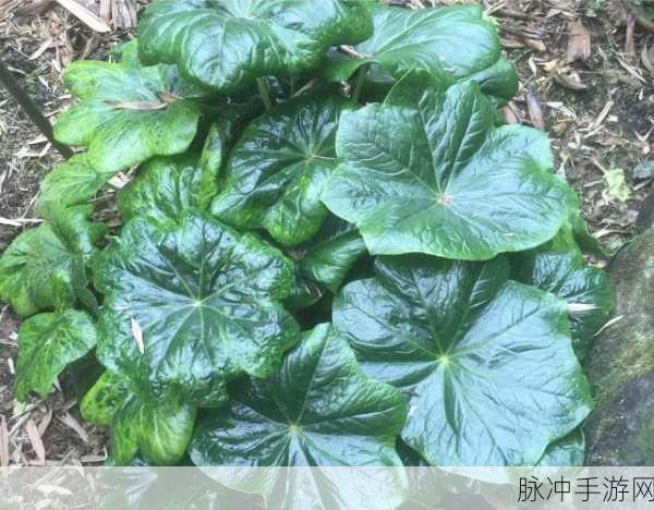 烟雨江湖八角莲,珍稀草药的多重用途与深层价值