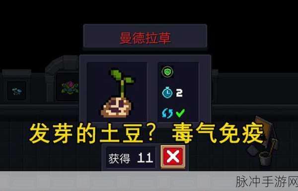 元气骑士新篇章，冬虫夏草的奇幻之旅，揭秘神奇植物的奥秘与多元应用