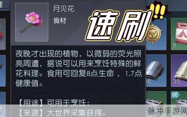 黎明觉醒，探寻月见花的神秘踪迹
