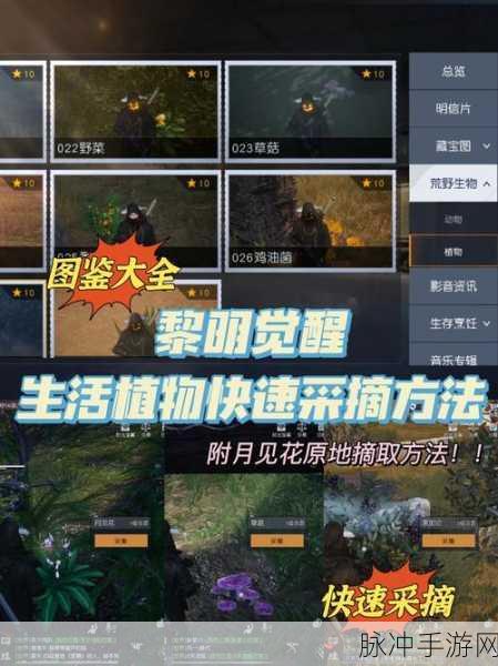 黎明觉醒，探寻月见花的神秘踪迹