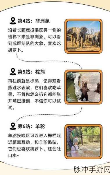 动物大联盟,解锁顶级装备搭配秘籍
