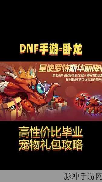 DNF宠物大揭秘,顶级伙伴,共赴冒险新篇章