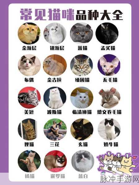 创造与魔法萌宠猫咪品种全揭秘
