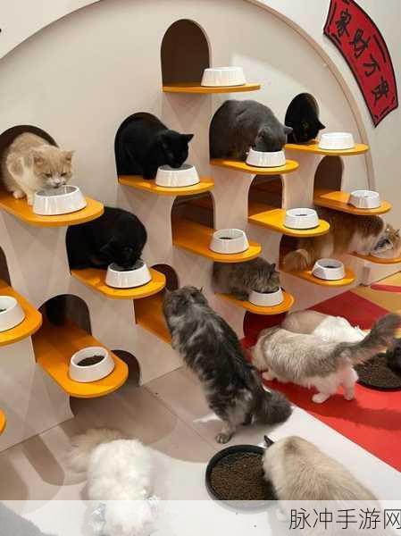 猫猫公园来袭,萌宠相伴,休闲益智新体验