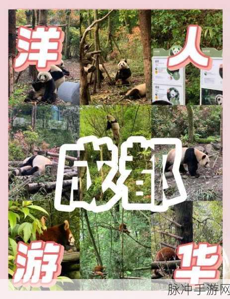 旅行熊猫,正版放置探险,治愈你的心灵之旅