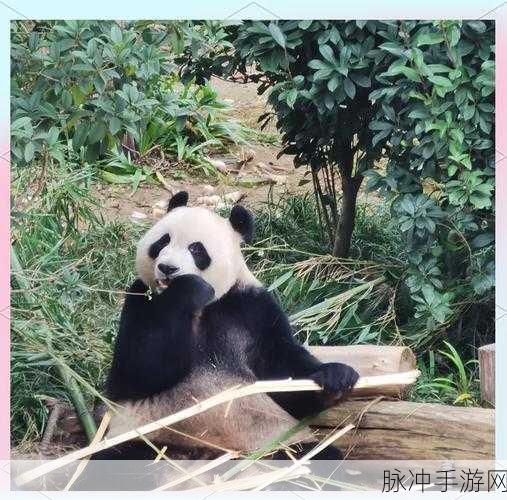 旅行熊猫,正版放置探险,治愈你的心灵之旅