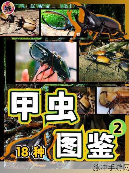 小森生活甲虫松风,特性与属性全面剖析
