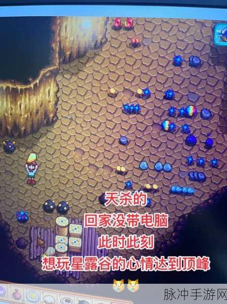 星露谷物语,揭秘蛤旁边那朵神秘之花