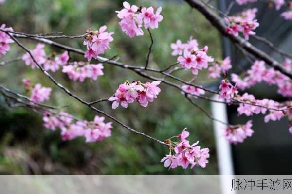 樱花绽放,重返校园梦,樱花校园樱花小镇等你来探索