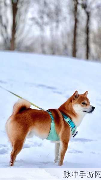 阴阳师深度探索,揭秘捕获萌宠柴犬的独家秘籍