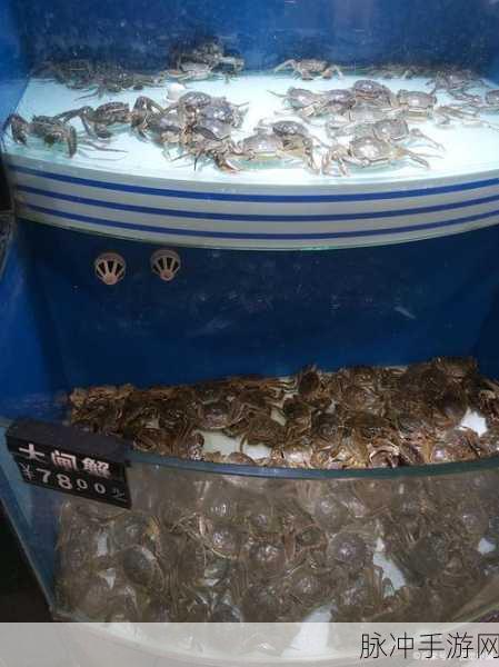 天天养螃蟹,打造你的海鲜帝国,经营乐趣无穷