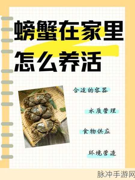 天天养螃蟹,打造你的海鲜帝国,经营乐趣无穷