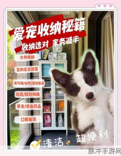 收纳狗狗,萌宠与整理的完美结合,休闲闯关新体验
