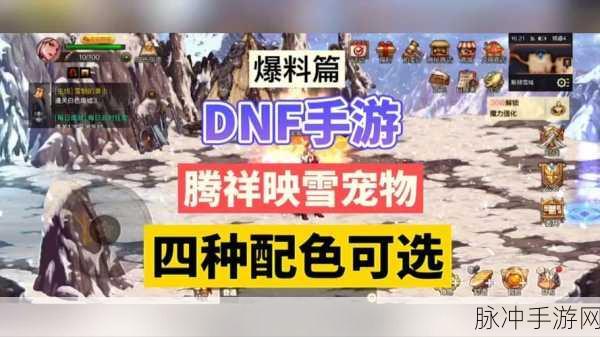 DNF手游玩家深度解析,性价比之王宠物选择全攻略