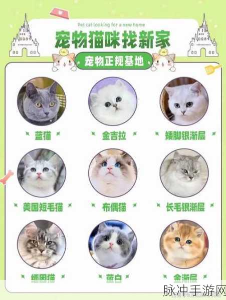 江湖悠悠宠物游历新篇章,探寻最适合宠物的州