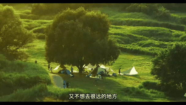 波西亚时光,探寻孔雀菊的绝美之地