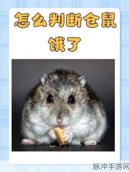 仓鼠爱吃瓜,萌趣逃生,挑战你的智慧极限