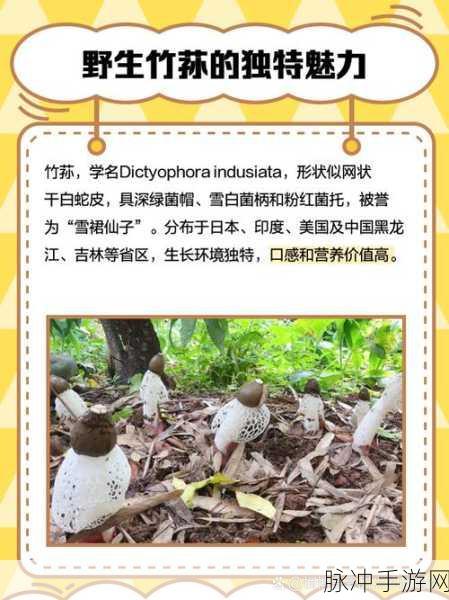 星球重启竹荪煲,解锁雪山珍馐秘籍