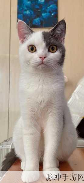 猫猫我最萌,萌力全开,合成战斗新体验等你来探索!