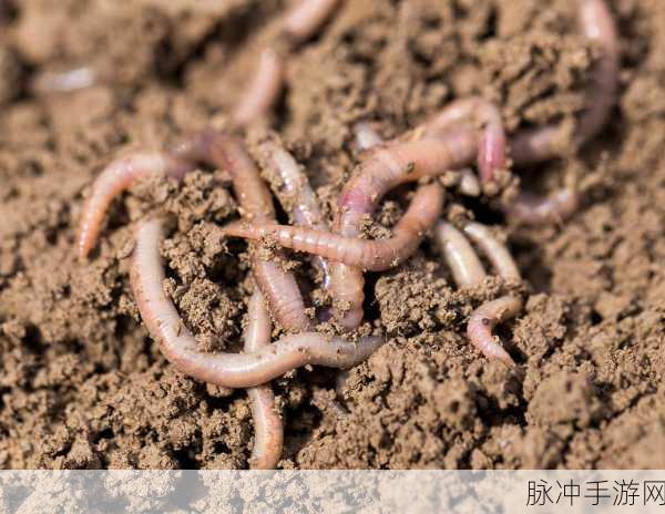 雪原熊的诱捕秘籍，饲料包保底数量全解析，资源管理大师养成记