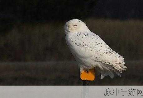 哈利波特魔法再现，雪鸮护身之谜与神秘力量觉醒