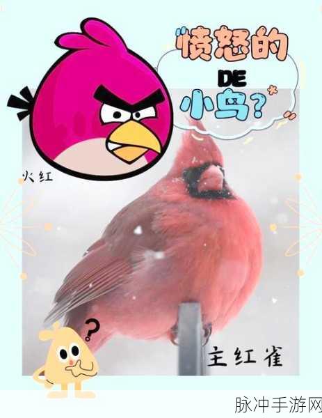 愤怒的小鸟2新篇章，揭秘雏鸟孵化，探索无限乐趣！