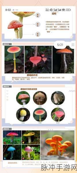 探秘菌丝幻境，我的世界菌丝土的神秘之旅全解析