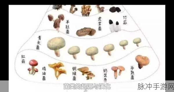 探秘菌丝幻境,我的世界菌丝土的神秘之旅全解析