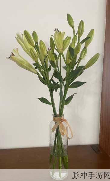 天天种花手机版来袭,在线种花领红包,趣味无穷新体验