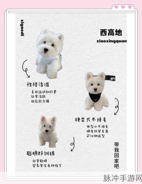 迷你世界宠物狗获取全攻略，打造你的忠实伙伴