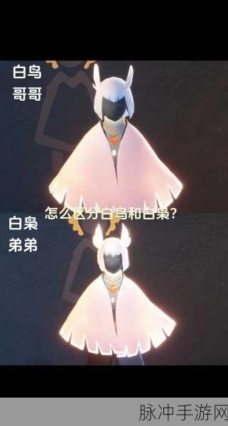 光遇世界中的灵动伴侣，白鸟宠物获取全攻略