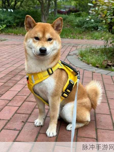 阴阳师探秘新篇章,追踪柴犬狗的奇妙之旅