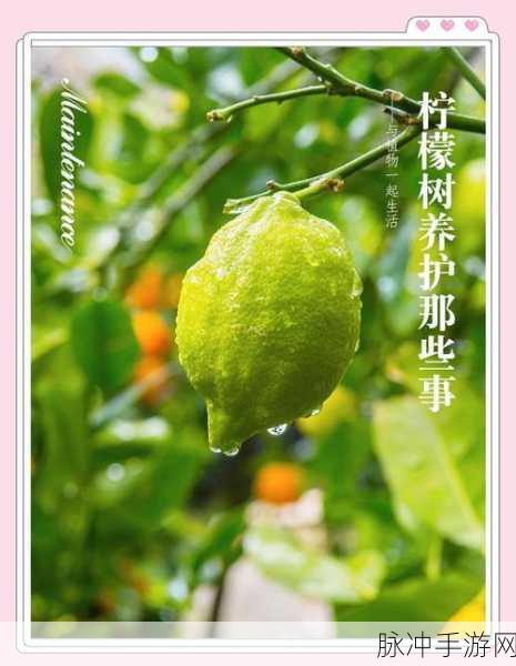 妄想山海柠檬树探秘,解锁最佳种植点与绝美景观之旅
