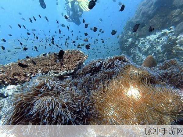 探索未知海域，开启你的海上冒险求生之旅