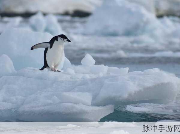 雪地企鹅IcyPenguin，冰雪跑酷新冒险，安卓玩家不容错过！
