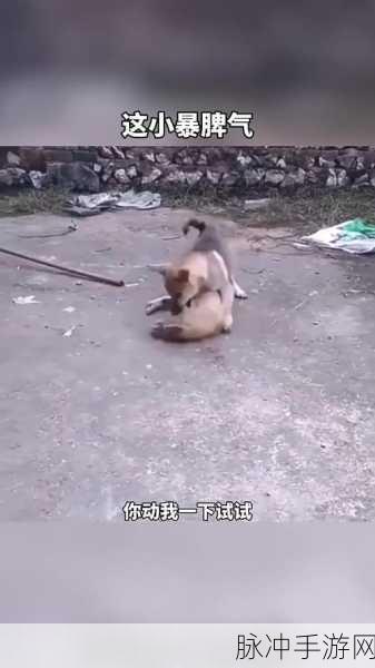 狗子逆袭！竖屏格斗新体验，狗子的反击等你来战